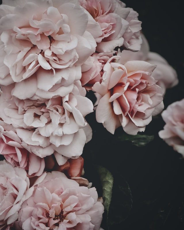 embla-munk-rynkebjerg-XcPmWfTt2ks-unsplash